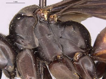 Media type: image;   Entomology 13685 Aspect: thorax lateral